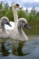 Mute Swan & Chicks. 